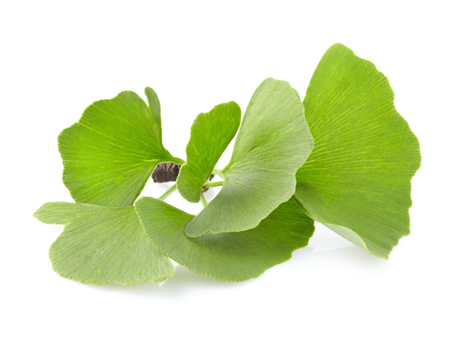 8 benefícios do Ginkgo Biloba
