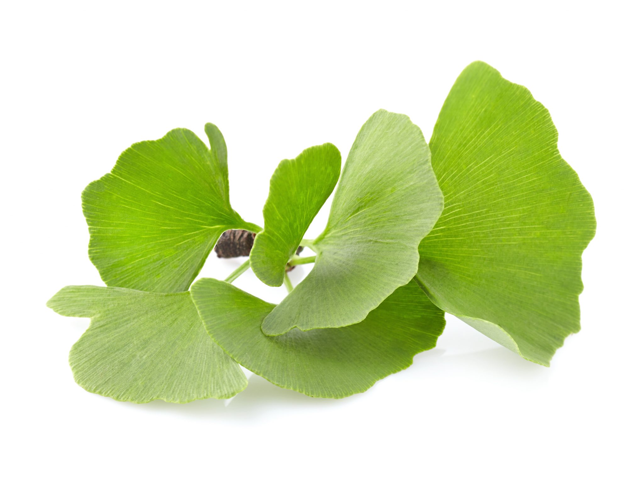 8 benefícios do Ginkgo Biloba